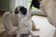 Pug puppies