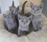 Russian Blue kittens available now.