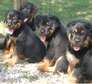 Box head Rottweiler puppies for sale