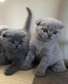 Blue Scottish Fold kittens for sale.