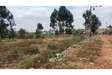 0.25 ac Residential Land in Kiambu Road