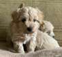 Cute AKC Maltipoo Puppies