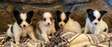 Papillon puppies available now.