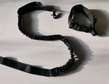 Black Tactical Collar and Leash Available