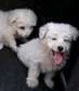 Maltese Terrier puppies