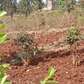 Kenol town commercial/residential plots for sale