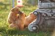 little Labrador puppies for adoption