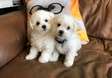 Super Adorable Bichon Frise Puppies