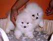 Pomeranian puppies ready for re-homing.
