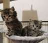 Male and female Maine Coon kittens available now .