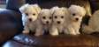 Male and female Maltese puppies available now .