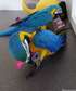 Blue and Gold Macaw parrots for adoption.