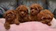 Miniature Poodle puppies available now.