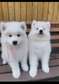 Amazing Samoyed Puppies