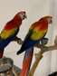 Sale Hand Reared Baby Scarlet Macaws