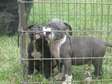 Lovely American Pitbull terrier puppies for adoption now