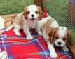 Blenheim Cavalier King Charles puppies available now.