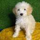 Beautiful Miniature Poodle puppies for good home