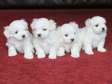 Maltese puppies for adoption.