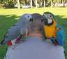 Blue and Gold Macaw and African Grey parrots for sale