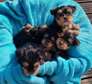 Yorkie Puppies ready for their new home.