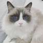 Ragdoll Cats and Kittens for sale