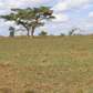 Land at Bob Harris Road Tola Ngoigwa