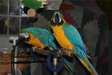 Blue and Gold Macaws parrots to rehome