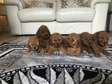 Male and Female Poodle Puppies available now.
