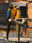 Blue and Gold Macaw parrots available now.