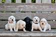 Adorable Labrador puppies for sale.