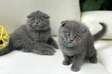 Scottish Fold kittens ready for their new home.
