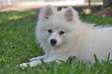 japanese sptiz pure pet for rehoming