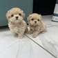 Maltipoo Puppies for Adoption