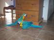 Macaw Parrots for Adoption
