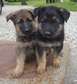 German Shepherd puppies available now.
