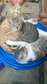 Healthy 4 month old kittens for adoption