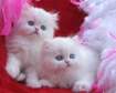 Cute Persian Kittens Available