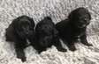 Black Toy Poodle Puppies
