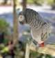 Magnificent talking African Grey