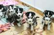 Siberian Husky puppies for adoption.