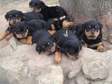 Home raised Rottweiler puppies for rehoming