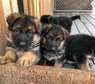 German shepherd puppies for adoption.