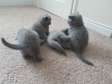 Blue British short-hair kittens