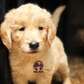 Golden Retriever Puppies