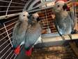 Baby African Grey Parrot & Macaw birds for sale