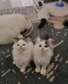 Persian Cats & Kittens in Kenya for sale