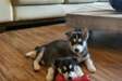 Siberian Husky puppies available to loving permanent homes.