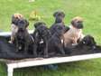 Great Dane puppies ready now