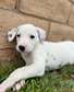 Cute dalmatian puppy for sale